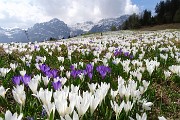 59 Distese di crocus bianchi e violetto